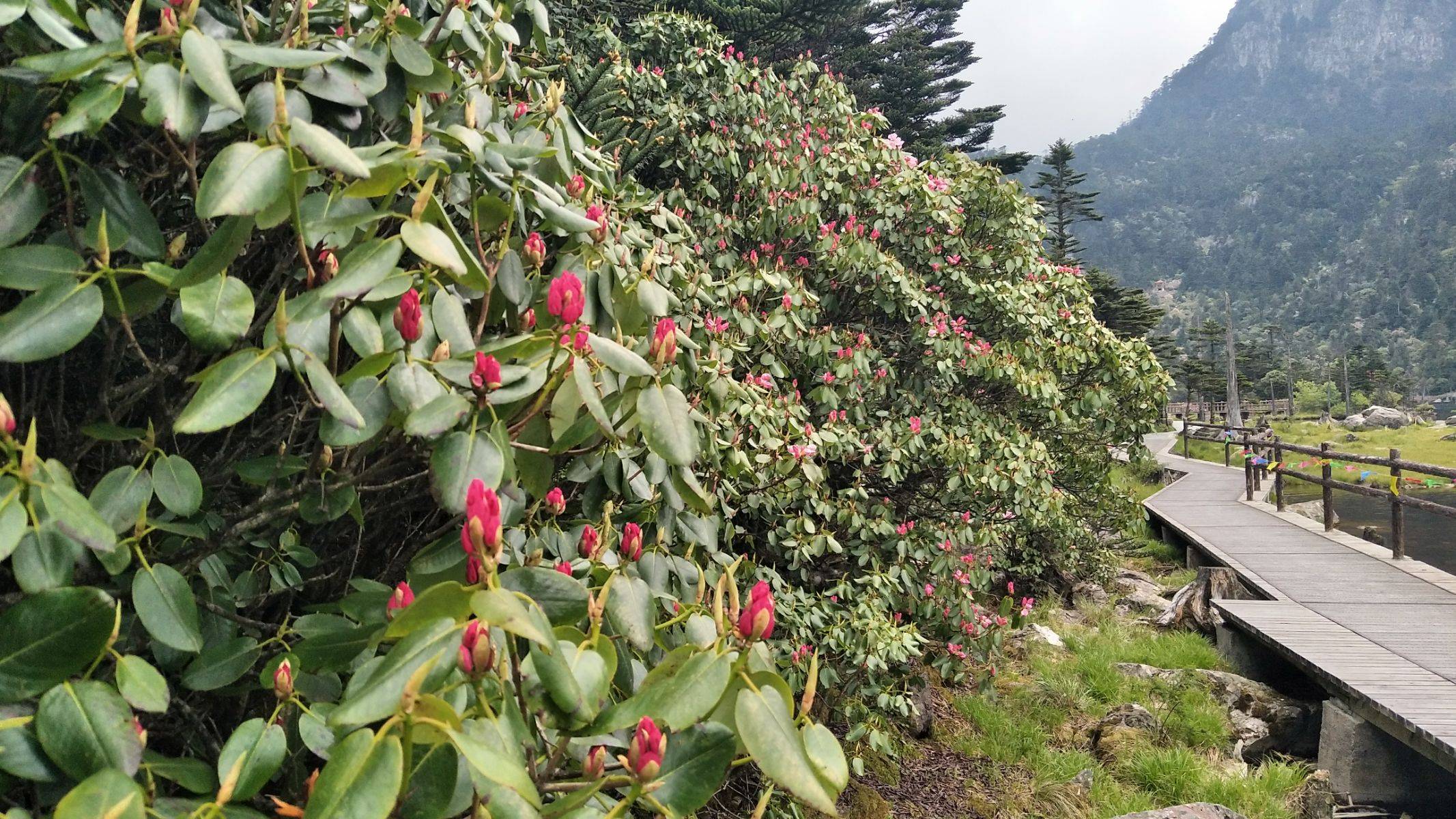 螺髻山杜鹃花海图片