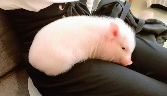超可爱的小猪躺在你腿上睡觉!日本首家迷你猪咖啡厅