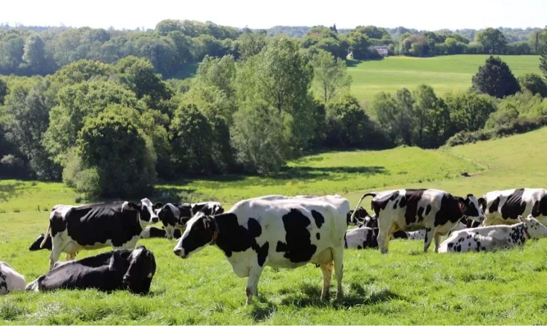 左右滑动查看更多图片法国是欧洲最大的农业国,畜牧业发达.