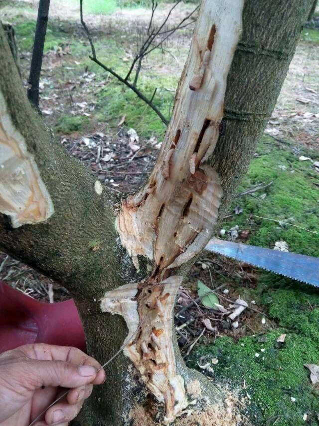 原创警惕柑橘天牛开始活跃了一定要采用多种方法综合防治才有效