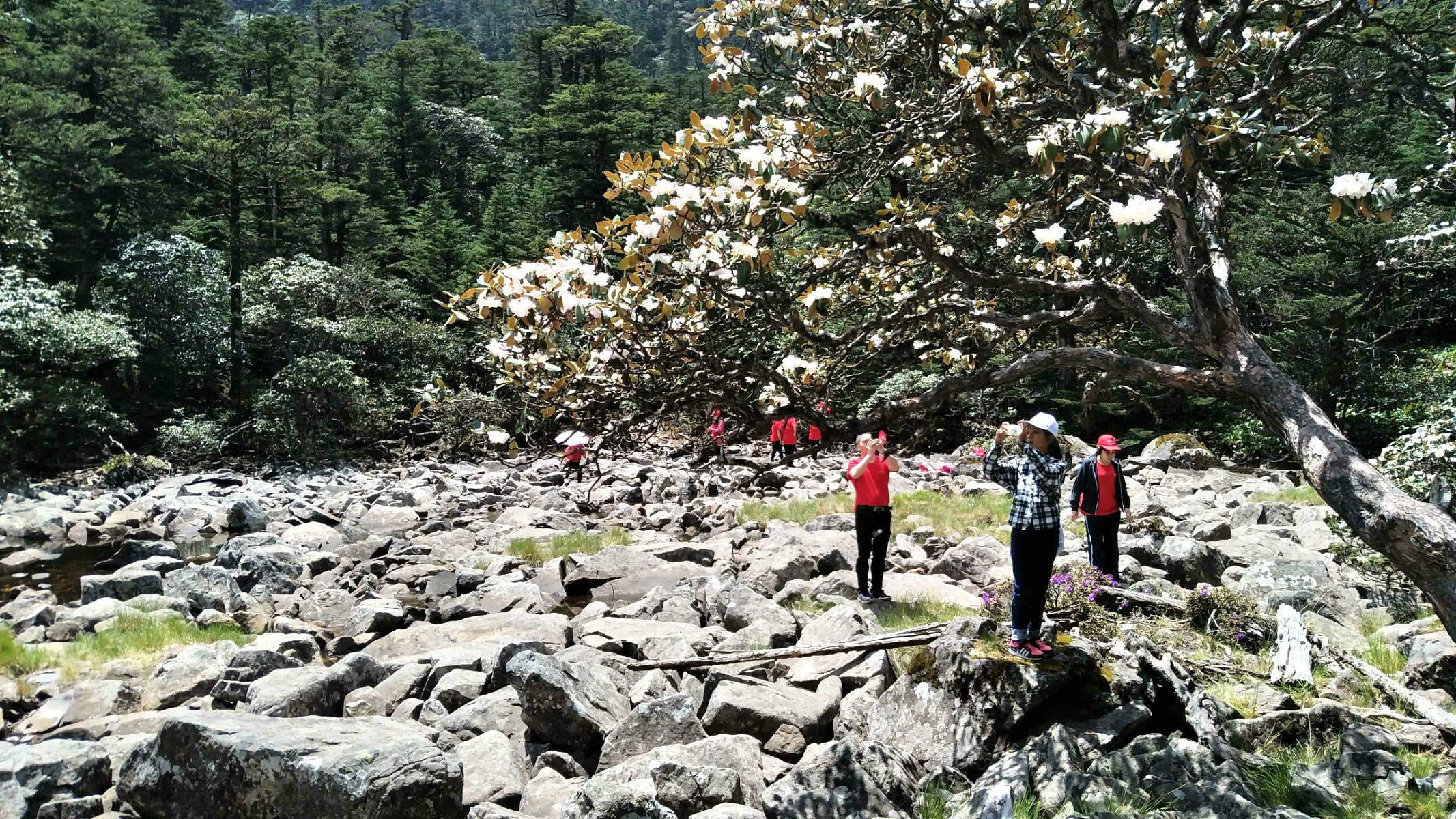 花開成海螺髻山上杜鵑盛放笑迎客