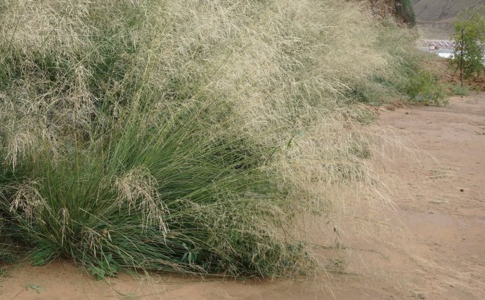 芨芨草我为什么要以你为名