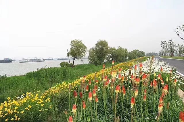 江心公園,青奧森林公園,溼地公園,賽道串起了這是江心洲上的第一場