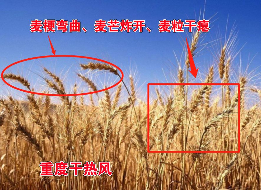 我被晒晕在高唐大街上,又被烫滴跳起来~~~_小麦
