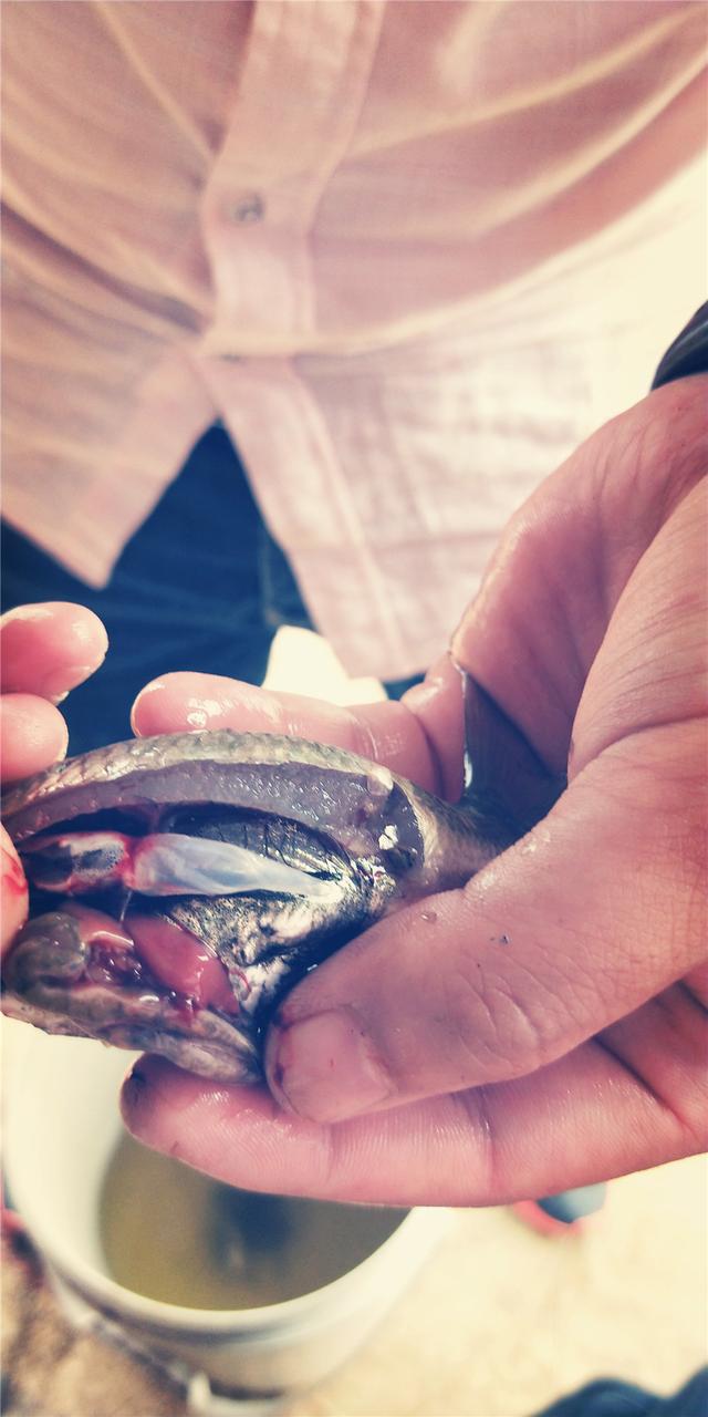 青鱼肝脏红润有弹性吃料猛加料快是用了什么办法