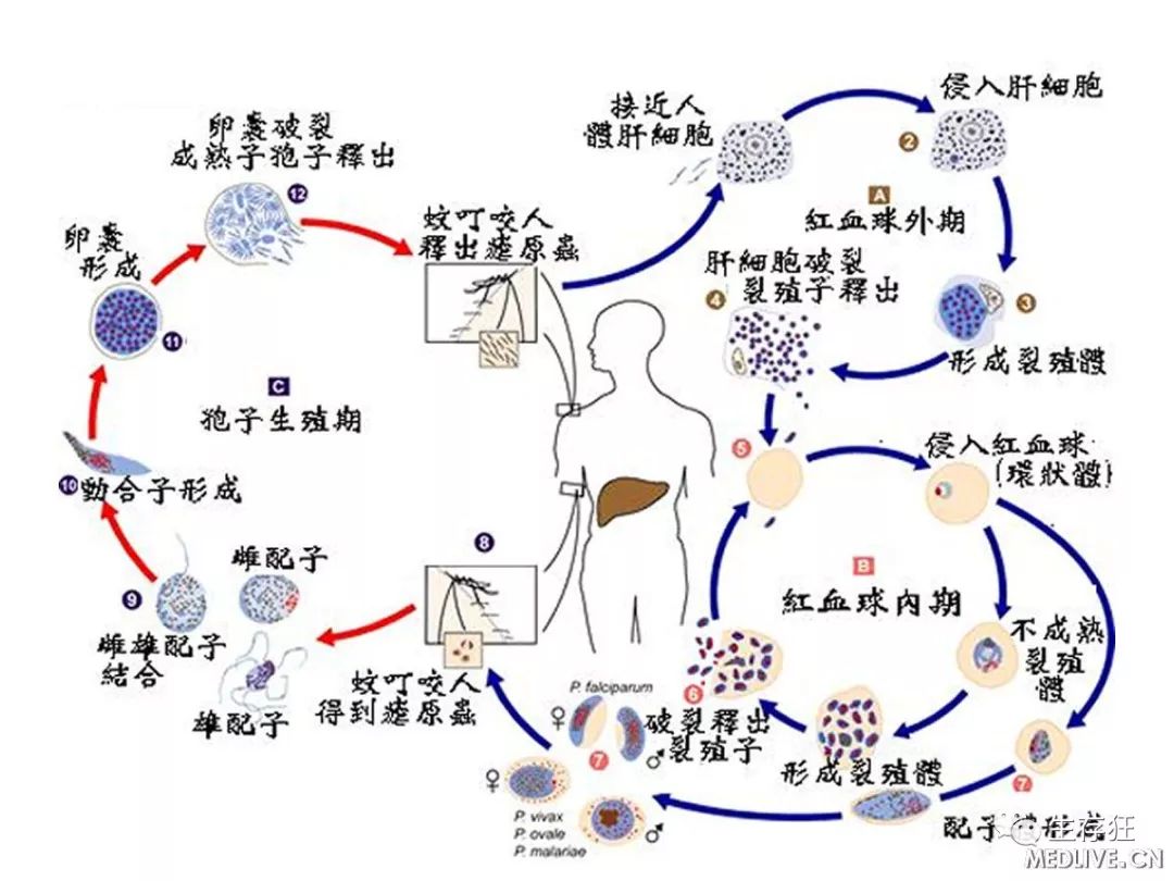 夏天来了,蚊子成群结队的来了