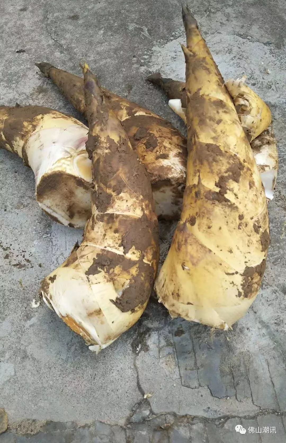 佛山的传统美味张槎沙口笋