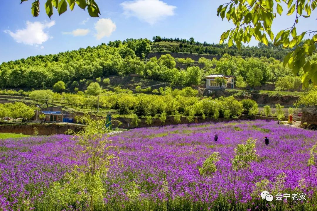 相约会宁五七农场鼠尾花开遍地香林下啤酒烧烤节六一齐欢乐