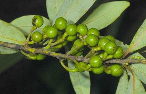 木姜子基本上都是在夏天成熟,它的果实只要变成紫黑色,就说明可以采摘