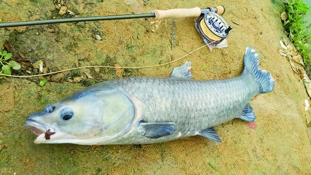 聽說用飛蠅釣法也能釣到青魚草魚釣法是這樣式兒的下