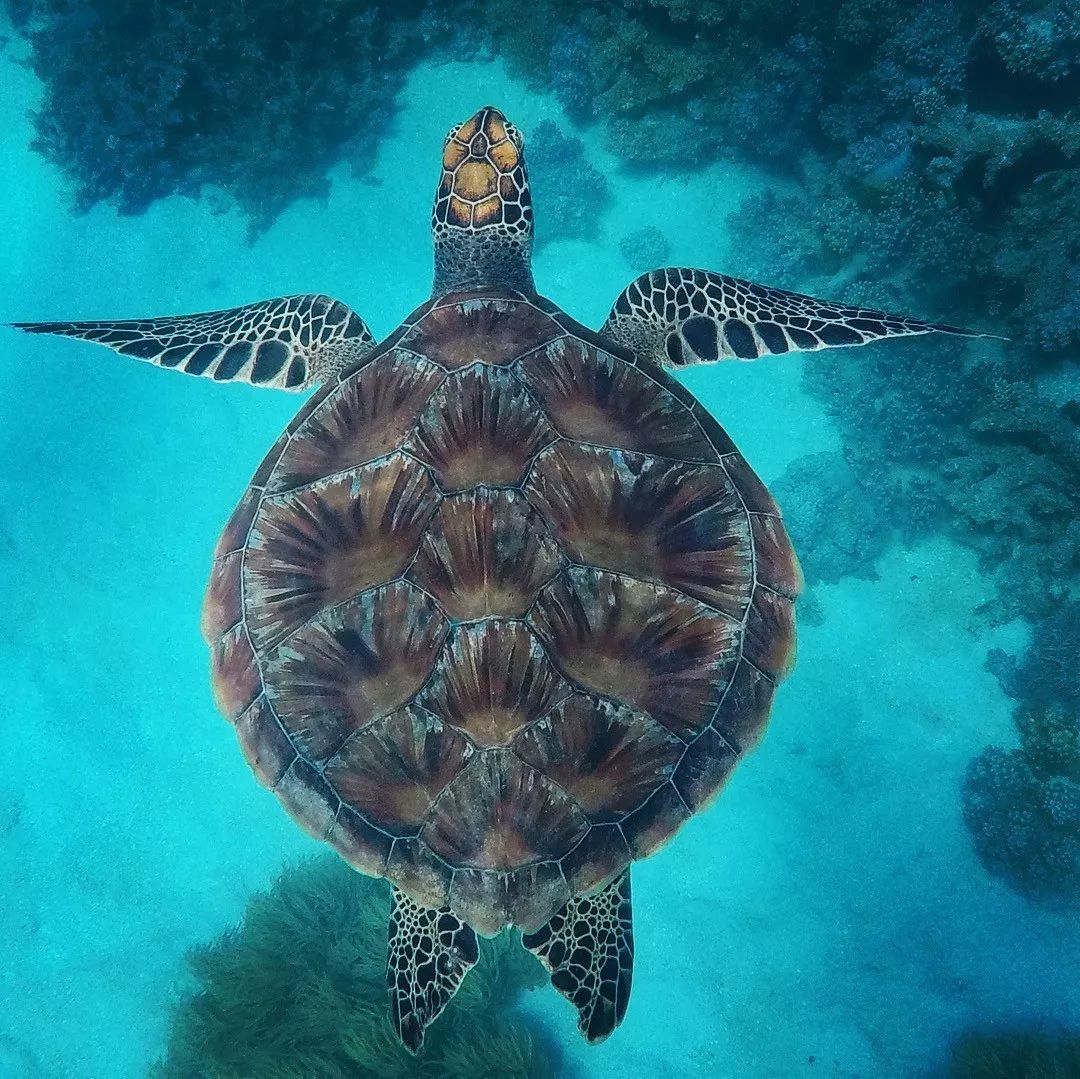 世界海龟日丨这个节日,海龟宝宝们有话要说!