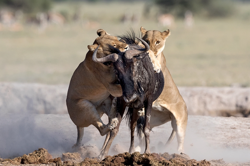 摄影师拍非洲母狮凶残猎食角马上演左右夹击