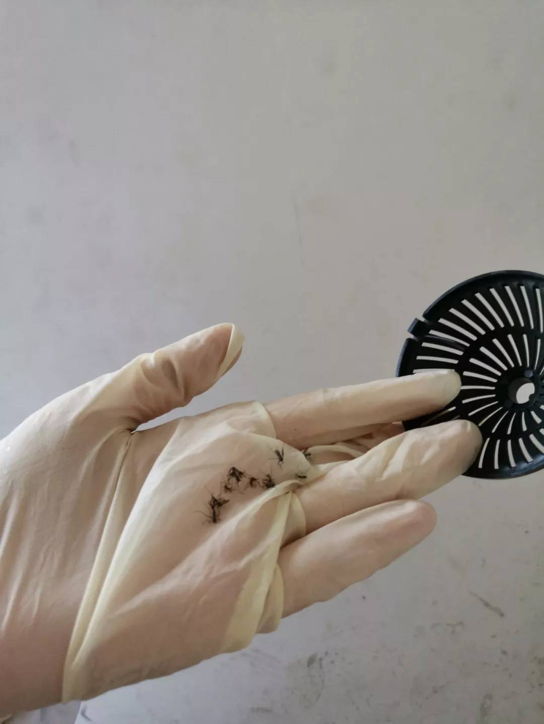 4款灭蚊灯测评兔子vs灭蚊灯谁更招蚊?