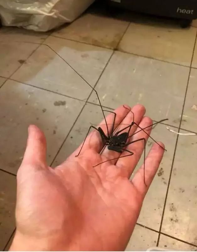 糗图榜男朋友手机偷看性感美女结果翻车了