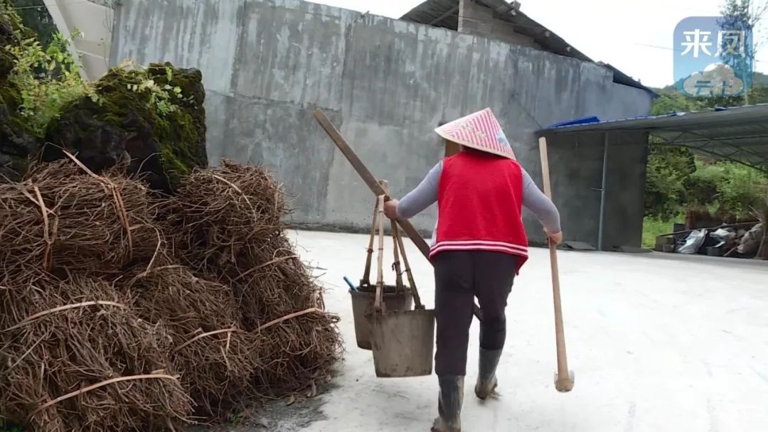 养猪张柏珍还担负起了全部的农活不仅如此饿了,便做饭.脏了,便清洗.