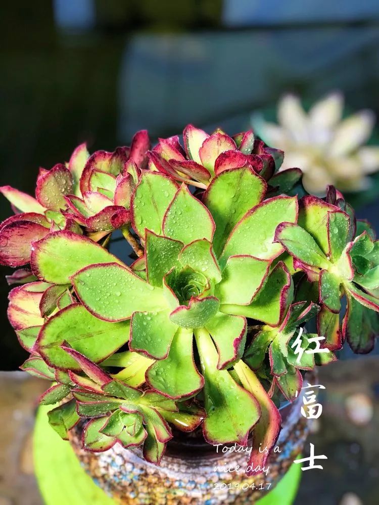 法师品种大全合集这份魅力你们能挡么