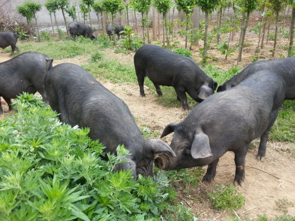 九戒壮五莲生态黑猪独创养殖模式打造优质食材