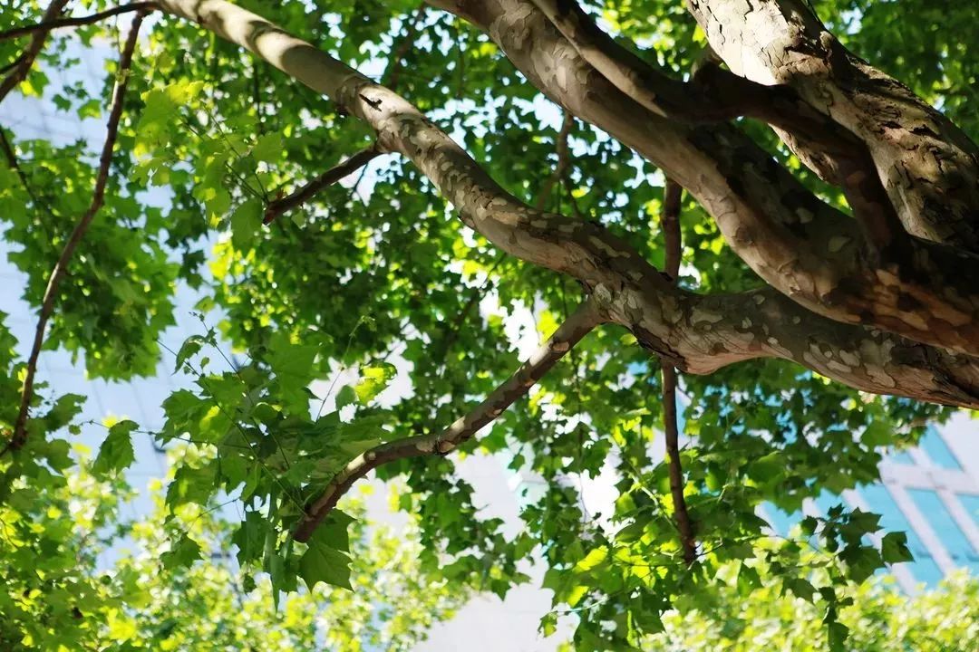 之所以选择梧桐,是因为它是世界著名的优良行道树树种,以其生长迅速