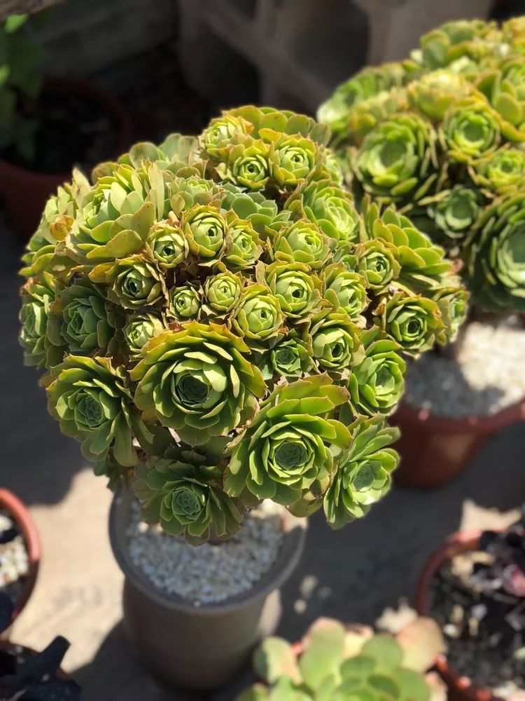 法师品种大全合集这份魅力你们能挡么