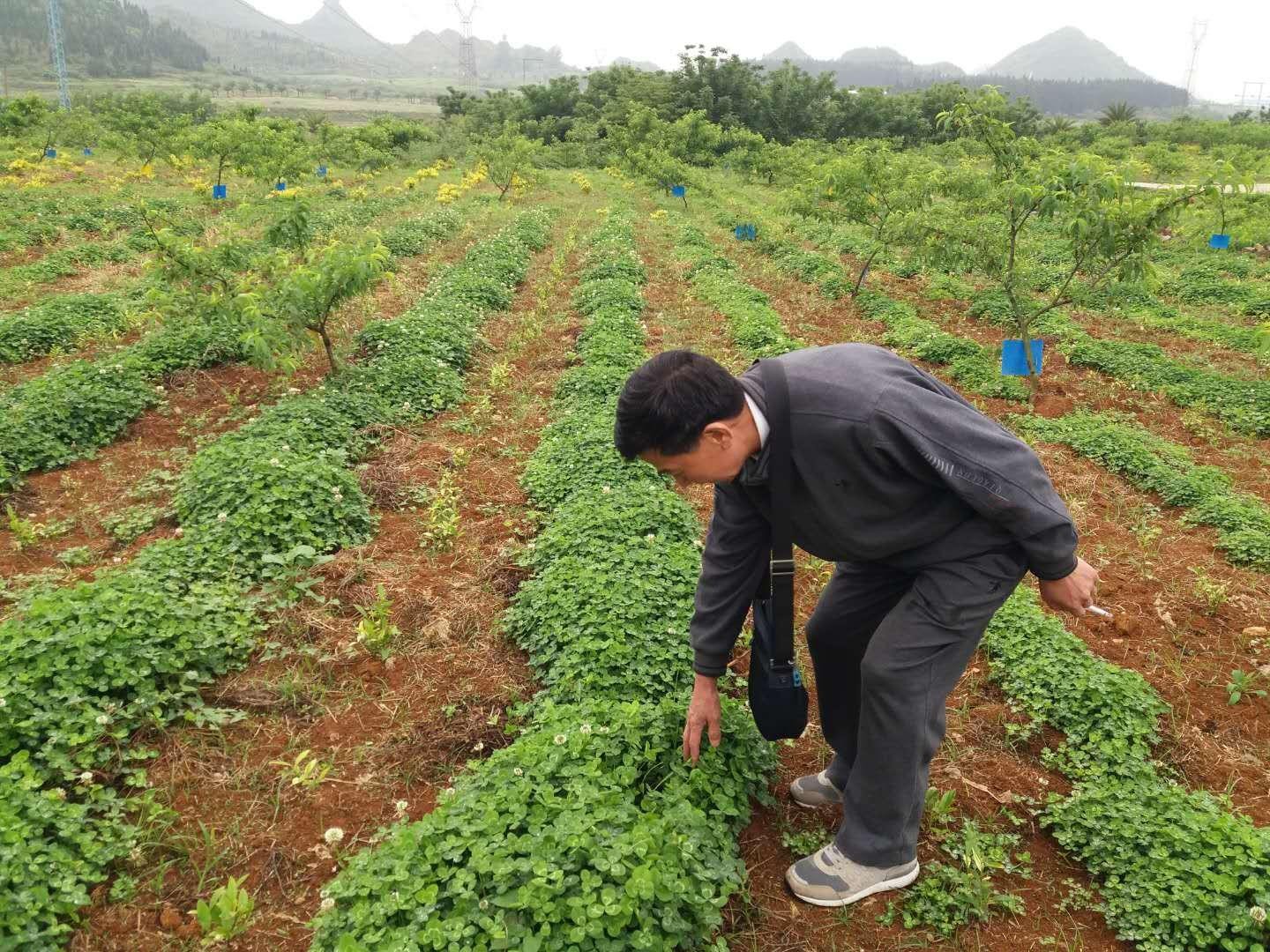 安顺市茶园开展以草治草工作