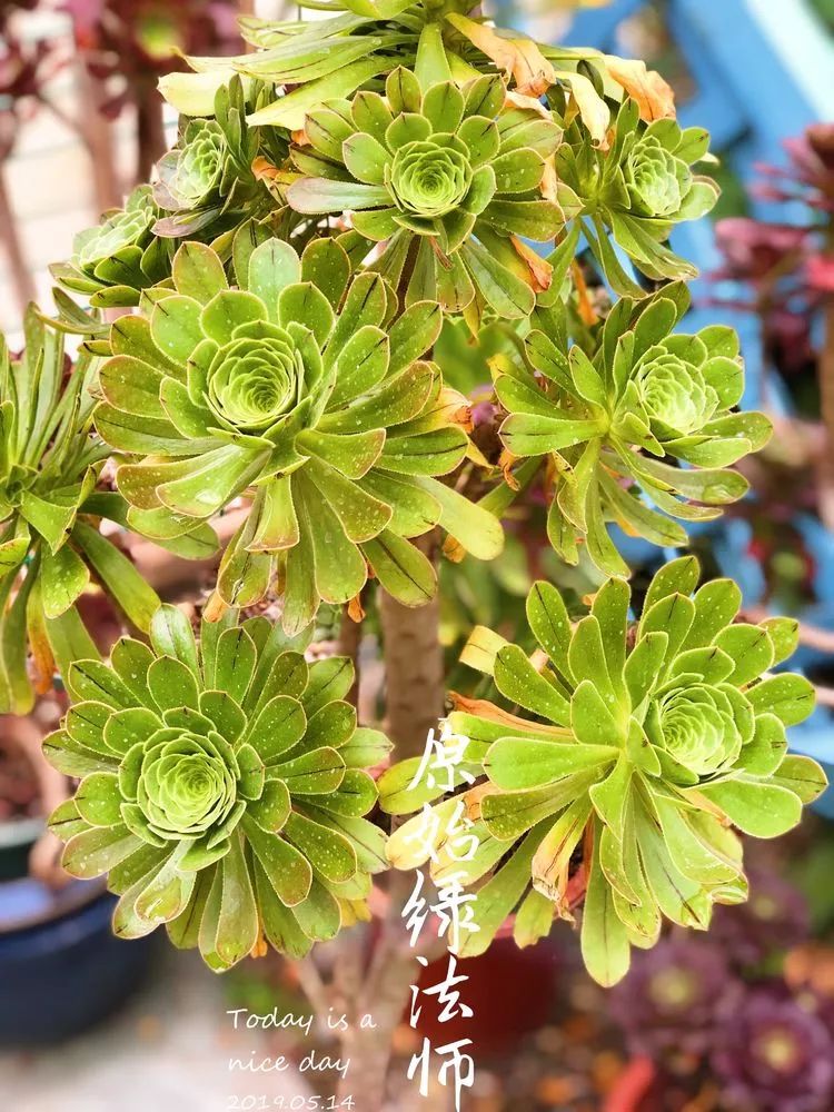 法师品种大全合集这份魅力你们能挡么