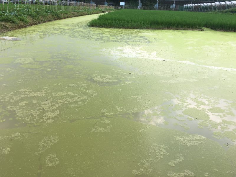 养殖户问这是裸藻水还是蓝藻水藻相怎么看水肥了好吗