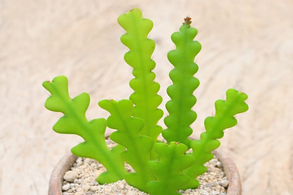 鱼骨昙花会长长,所以很适合做垂挂造型的多肉盆栽,幼年时长的像鱼骨头