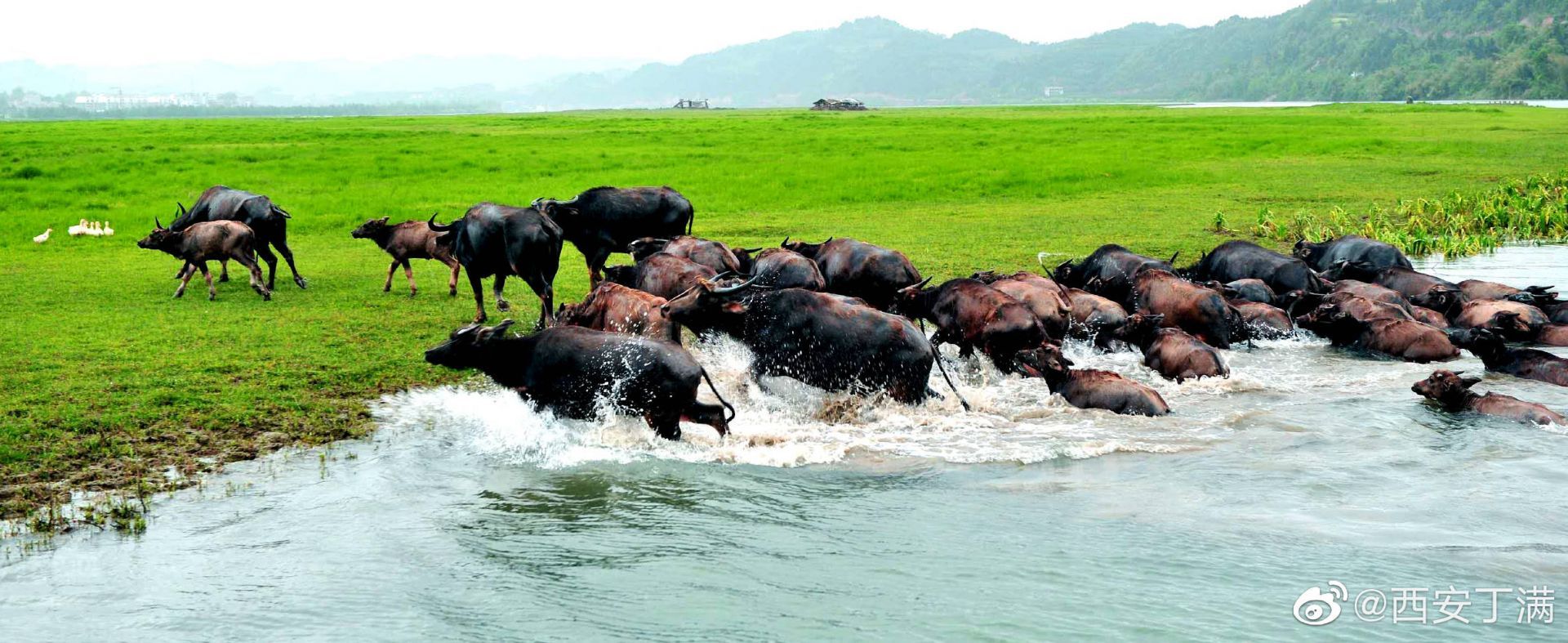 嘉陵江生态奇观——百牛渡江,令人叹为观止嘉陵江蓬安段被众多专家
