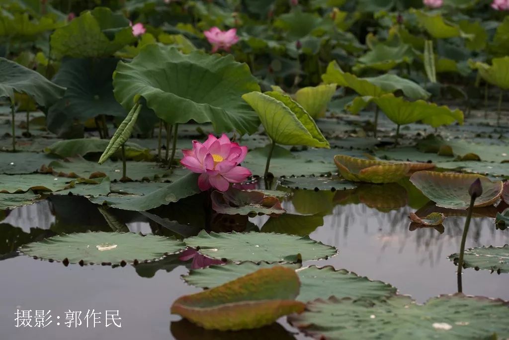灵宝鼎湖湾又是一年荷花开画面美到可以做屏保赶紧去看看