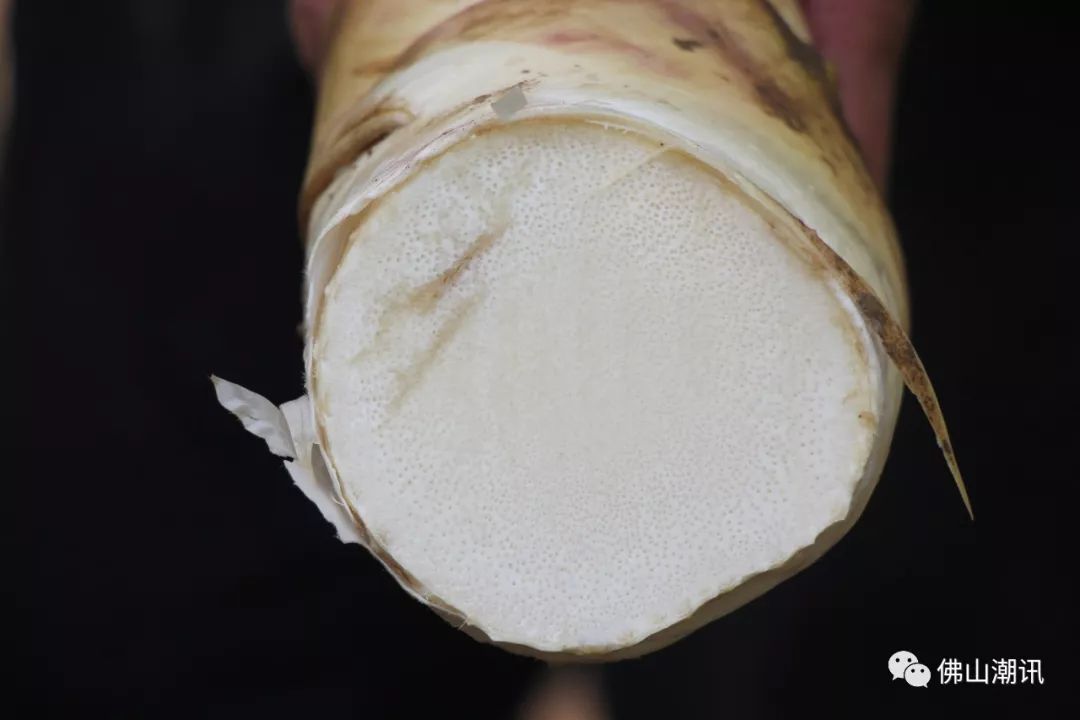 佛山的传统美味张槎沙口笋