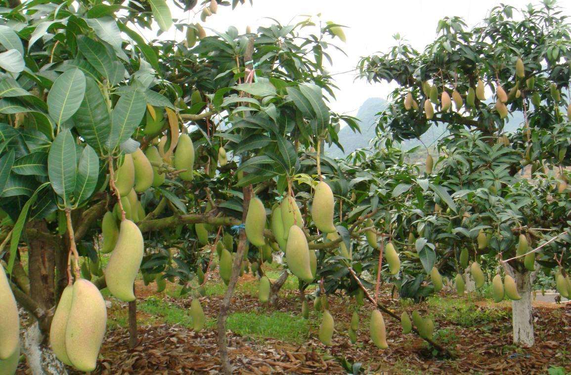 芒果价格贵不是没有原因的坐果时间长掌握技巧很关键