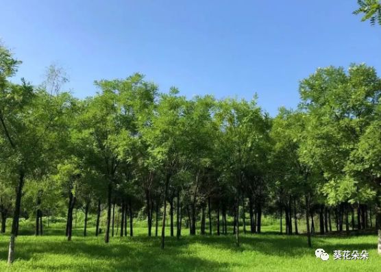 東城生態公園位於遵化市東二環中部以東,西臨人工改造的沙河,佔地面積