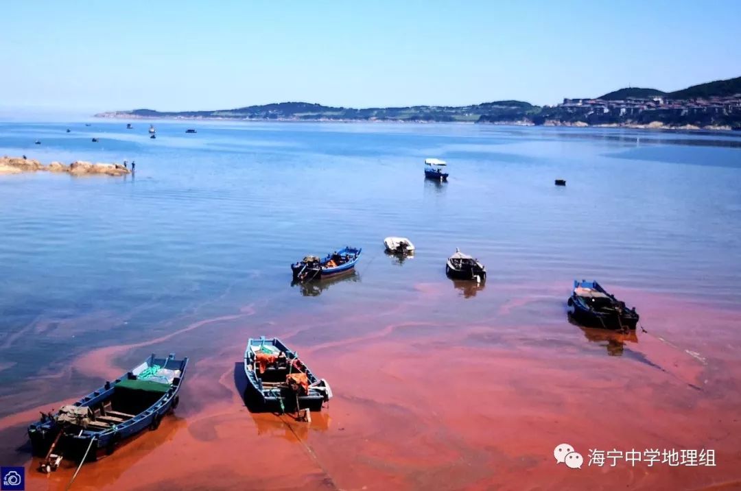 【地理概念】赤潮、褐潮、绿潮_绿藻