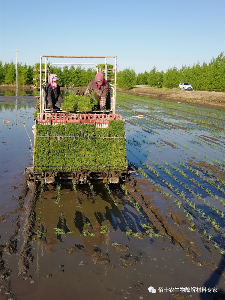 浓江农场水稻覆膜技术示范试验