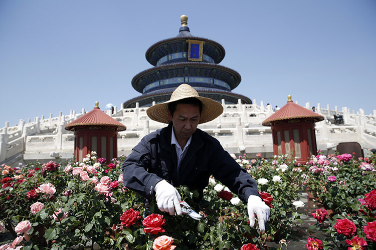 祈年殿前42℃ 天坛园艺师紧急为月季花降温|组图_水管