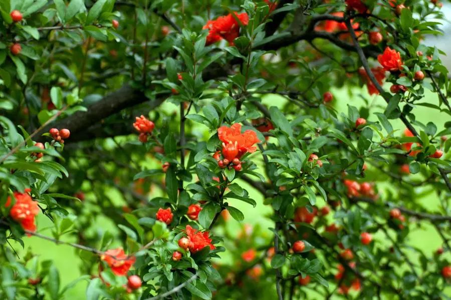 湘潭花事万紫千红芳菲尽唯独石榴花欲燃