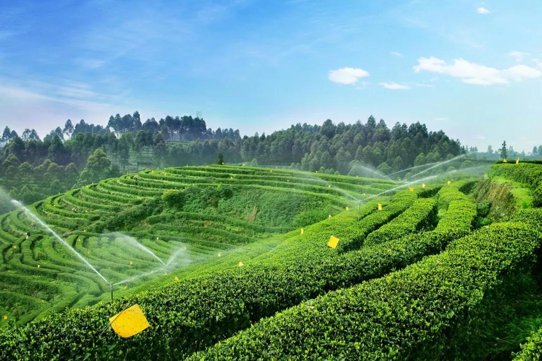 话说春茶竹叶青