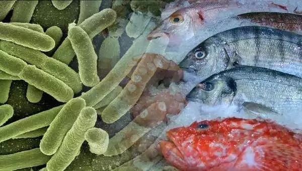 细菌污染的海产 感染后致死率极高,一旦感染上 发病很快 48小时内死亡