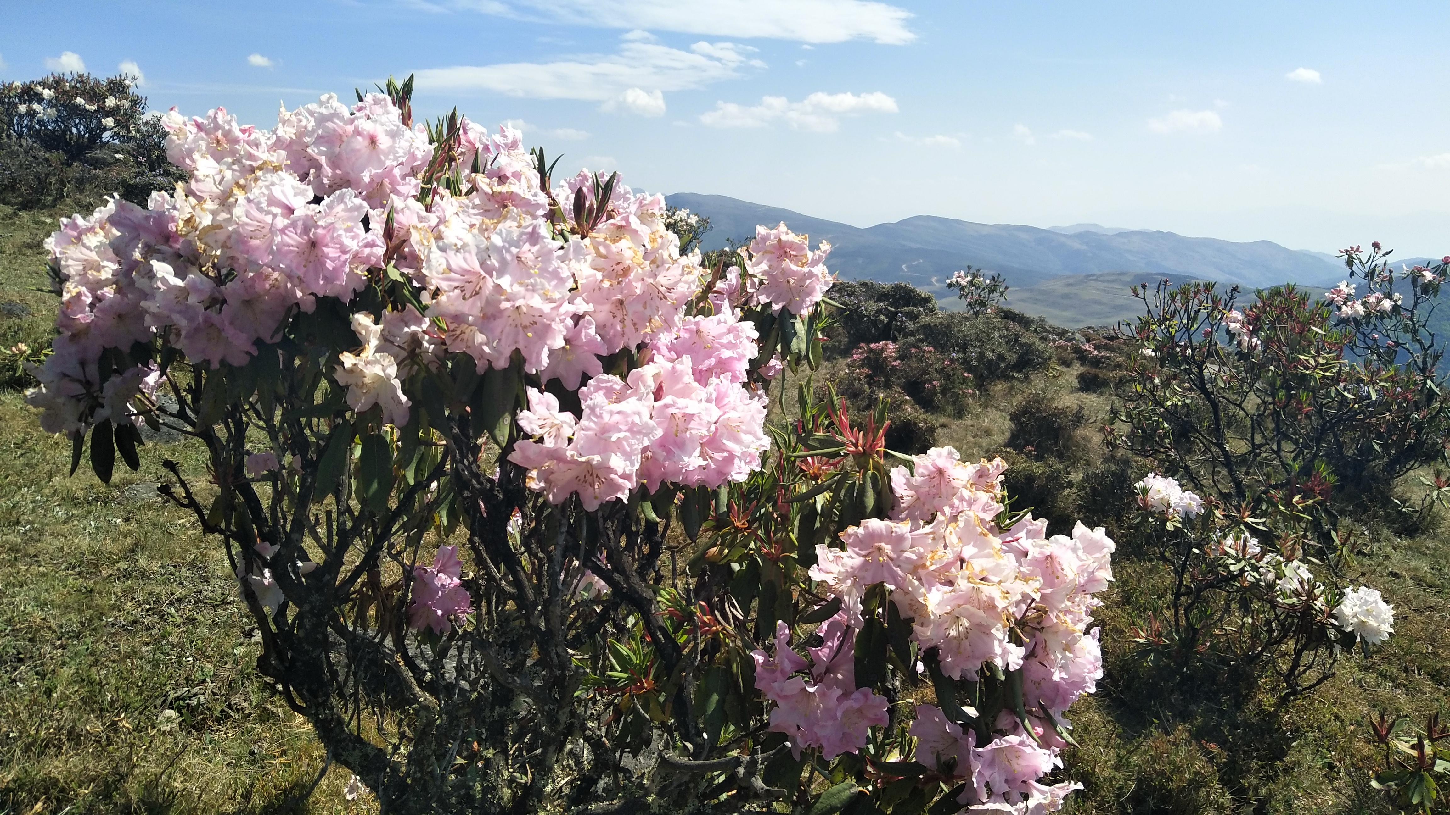 螺髻山杜鹃花海图片