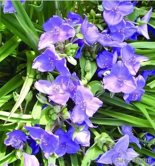 花境该怎样设计