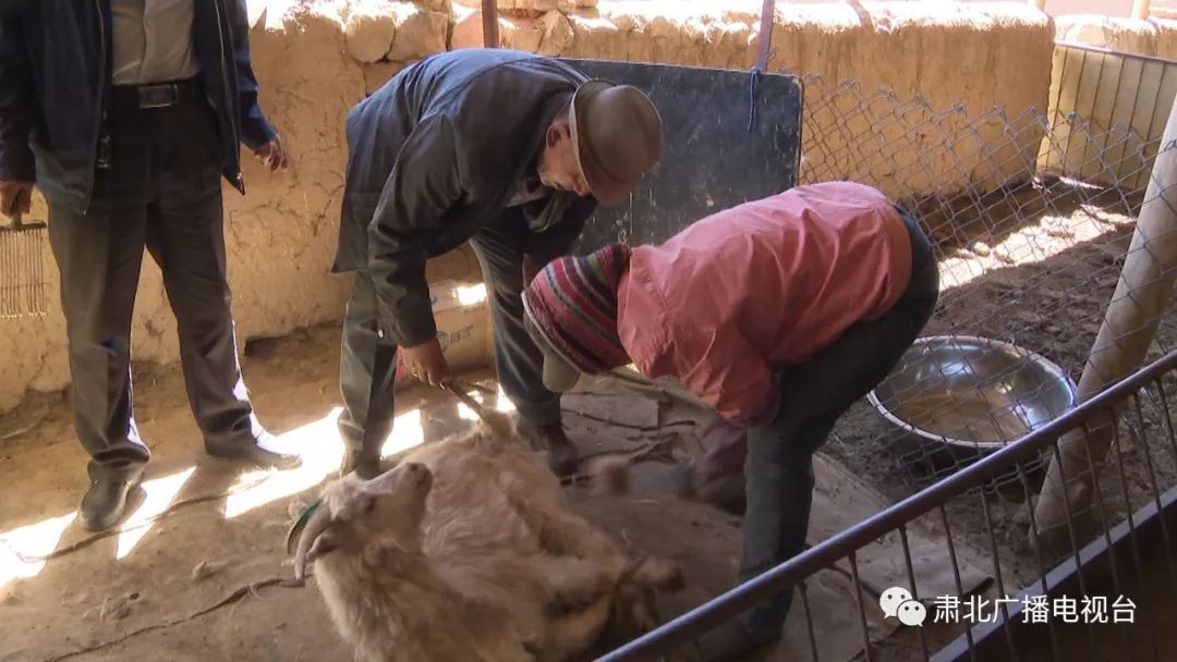 肃北牧民抱团抢时间忙着给羊儿换新装