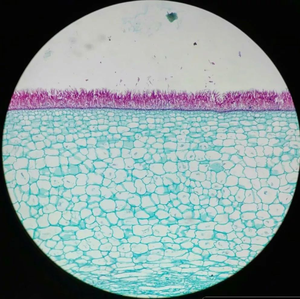 海带显微结构图图片