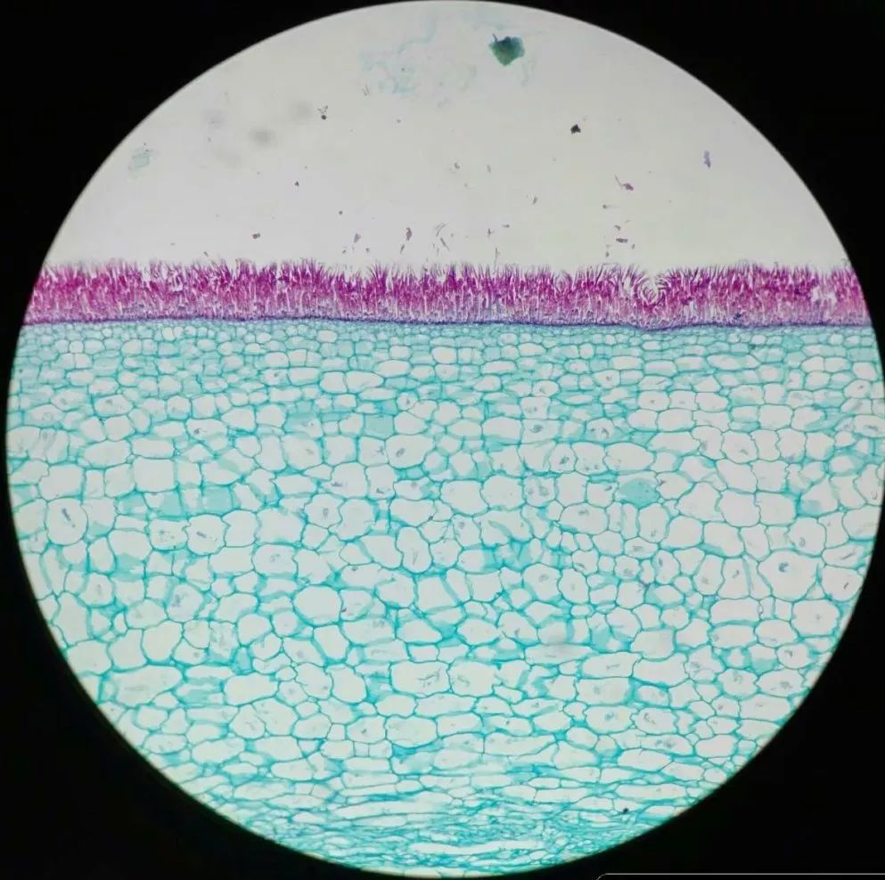 显微镜下的海带结构图图片