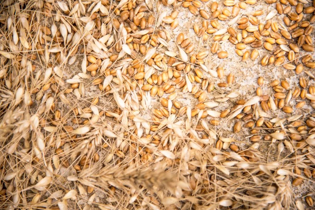 实验小学教育集团:麦子熟了 吹响麦哨_收获