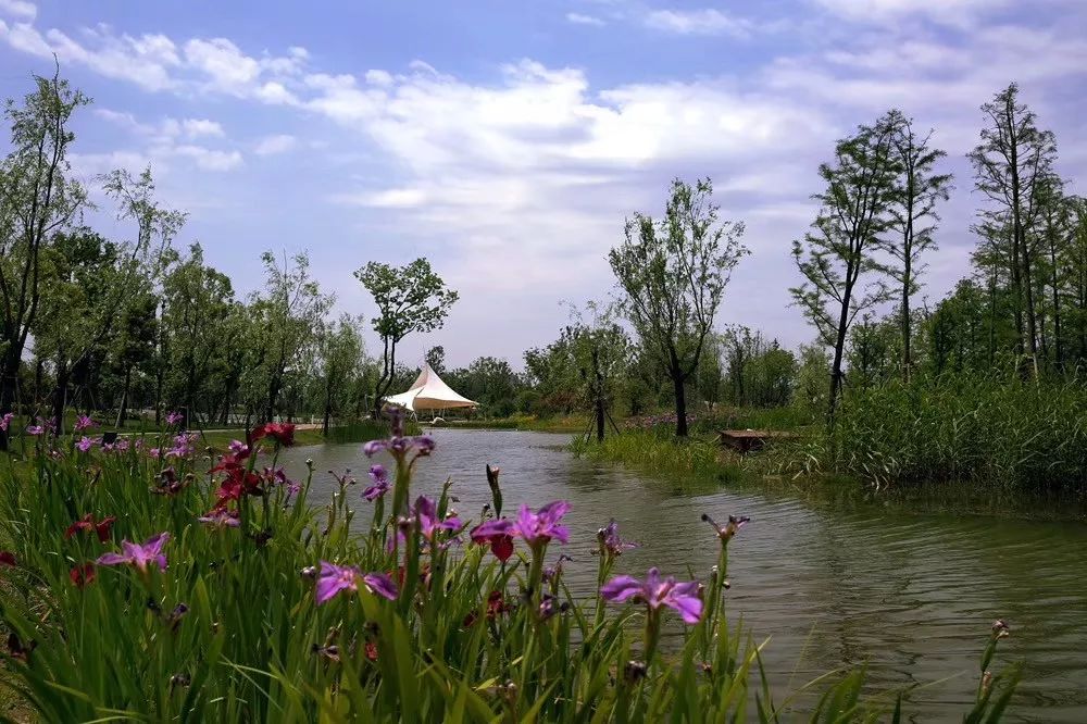 江心洲马拉松周末开赛