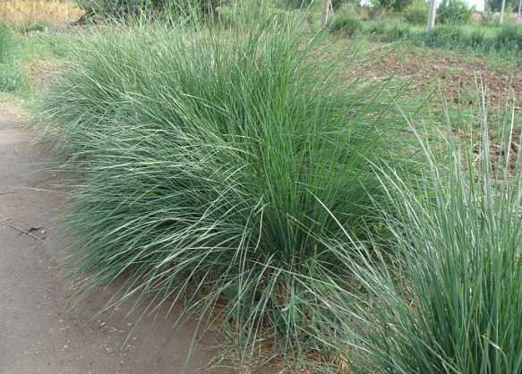 芨芨草我为什么要以你为名