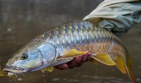 幾萬一斤的魚雲南網友瀾滄江釣獲奇魚神似天價忘不了魚