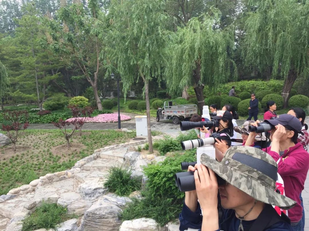 柳蔭公園圓明園天壇北京植物園週末觀鳥活動