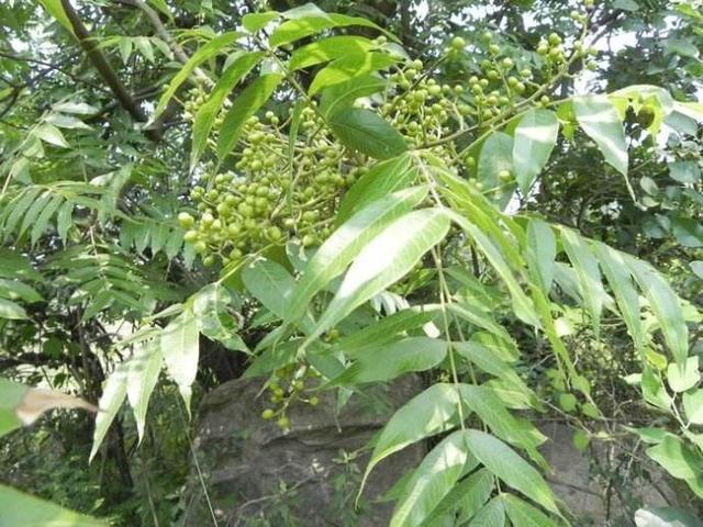 这野草带刺,牲畜见到绕着走,叶片晒晒能做肥皂_黄连木