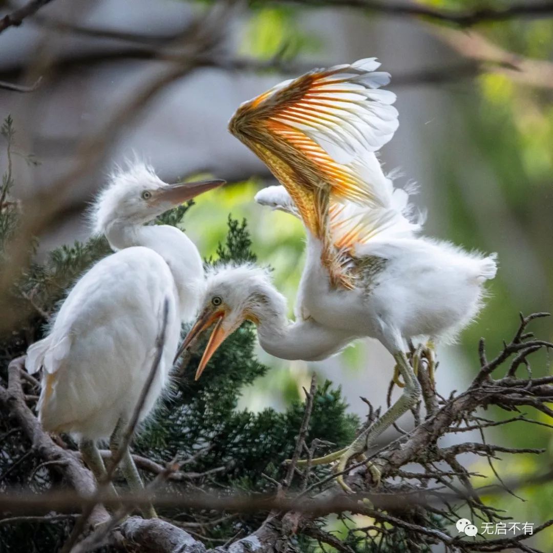 千羽鹭鸶舞蹁跹,启东城区绿地成鸟天堂_苏楠